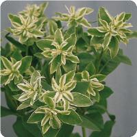 EUPHORBIA VARIEGATA KILIMANJARO NR.50 SEMI - Foto 2